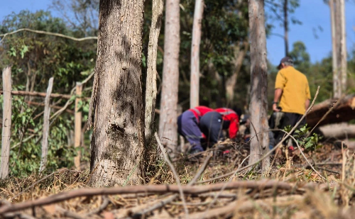 Trabalhador rural é atingido por tora de eucalipto e resgatado no Prata