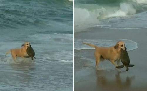 Cachorra caramelo resgata tartaruga marinha em praia de Santa Catarina