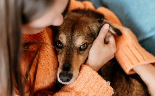 Custos com pets surpreendem e geram dívidas para tutores em Minas Gerais