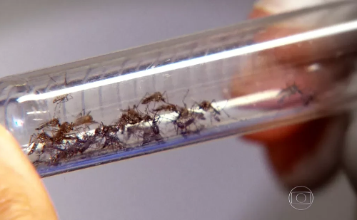 Casos de dengue e chikungunya geram prejuízo bilionário ao SUS