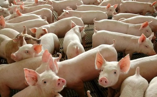 Japão autoriza importação de gordura animal do Brasil