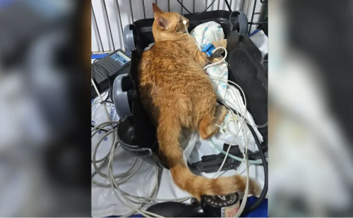 Por maus-tratos, ex-funcionária é indiciada após envenenar 10 gatos em MG