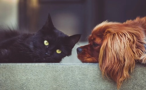 Lei mineira que obriga castração de cães e gatos com fins comerciais é questionada no STF