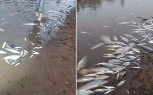 Em MG, autoridades se preocupam com peixes mortos no Rio Paraopeba