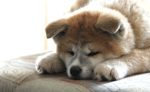 Cadela da raça Akita Inu morreu um mês após a venda e família será indenizada em R$ 18 mil