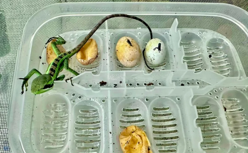 Iguana dá à luz filhotes sem macho em zoológico britânico