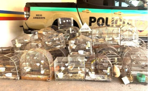 Idoso é multado em R$ 370 mil por manter mais de 80 aves silvestres em cativeiro em MG