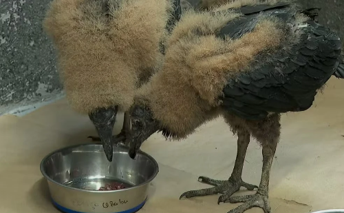 Com estiagem severa, Cetras de Ribeirão amplia atendimento a animais feridos