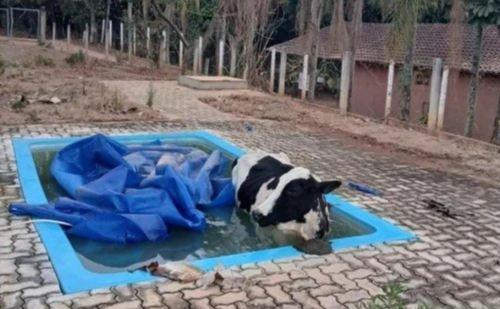 Bombeiros resgatam vaca que caiu em piscina no Sul de Minas