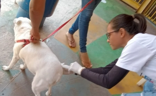 Timóteo promove campanha de vacinação antirrábica com dois Dias D em setembro