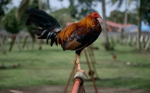 Galo em MG canta durante a madrugada, vira alvo de denúncia e autoridades podem determinar retirada do animal da residência