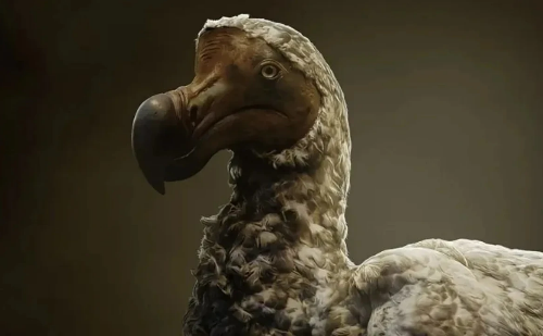 Empresa quer recriar dodô, ave extinta há 400 anos