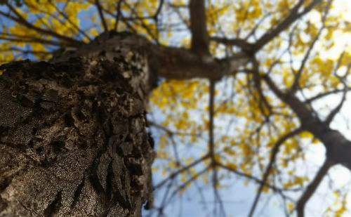 Primavera destaca árvores tombadas em BH e interior de Minas