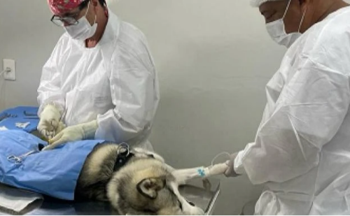Castração de animais em BH exigirá login no gov.br a partir de outubro