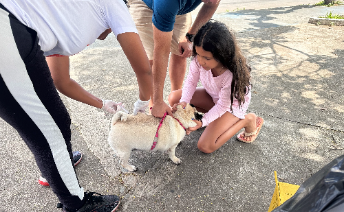 Timóteo supera meta de vacinação antirrábica com mais de 7 mil animais imunizados