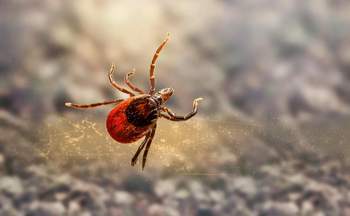 Febre maculosa faz novas vítimas na Grande BH