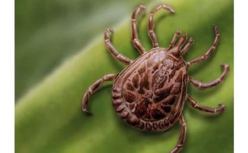 Casos de febre maculosa avançam em Minas e quatro mortes são confirmadas