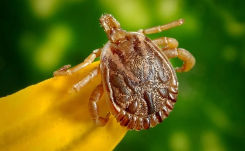 Febre maculosa faz mais uma vítima fatal em Minas Gerais