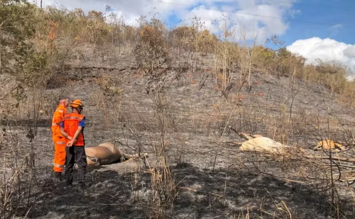 Cavalos morrem eletrocutados após incêndio comprometer rede elétrica em Timóteo