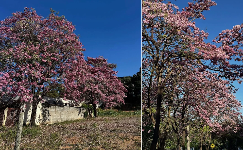 Ipês floridos encantam moradores e colorem Ipatinga na primavera