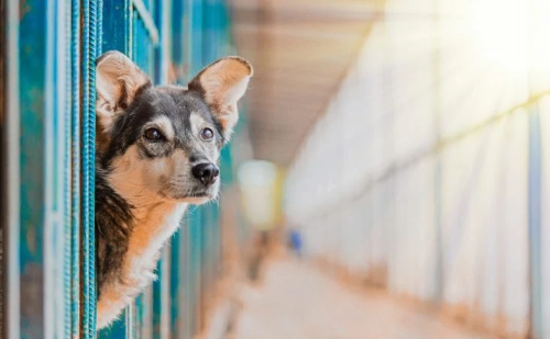 Municípios com mais de 50 mil habitantes deverão ter abrigos para cães e gatos