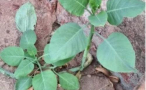 Família confunde planta tóxica com couve e quatro vão parar na UTI em MG