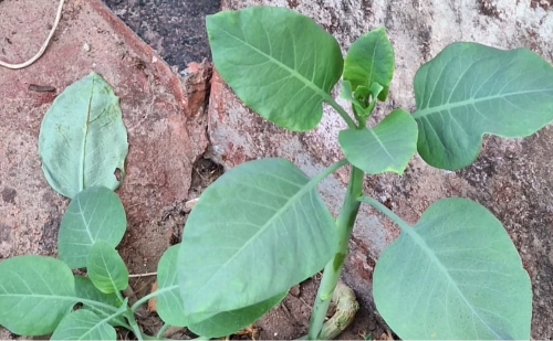 Após confundir planta venenosa com couve, mulher morre em Minas